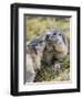 Alpine Marmot in the Hohe Tauern, Mount Grossglockner. Austria-Martin Zwick-Framed Photographic Print