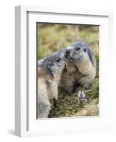 Alpine Marmot in the Hohe Tauern, Mount Grossglockner. Austria-Martin Zwick-Framed Photographic Print