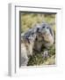 Alpine Marmot in the Hohe Tauern, Mount Grossglockner. Austria-Martin Zwick-Framed Photographic Print