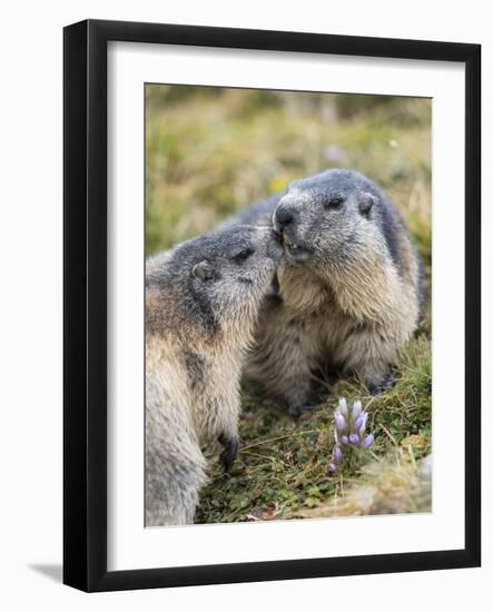 Alpine Marmot in the Hohe Tauern, Mount Grossglockner. Austria-Martin Zwick-Framed Photographic Print