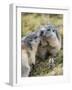 Alpine Marmot in the Hohe Tauern, Mount Grossglockner. Austria-Martin Zwick-Framed Photographic Print