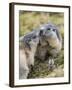 Alpine Marmot in the Hohe Tauern, Mount Grossglockner. Austria-Martin Zwick-Framed Photographic Print