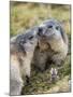 Alpine Marmot in the Hohe Tauern, Mount Grossglockner. Austria-Martin Zwick-Mounted Photographic Print