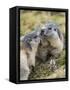 Alpine Marmot in the Hohe Tauern, Mount Grossglockner. Austria-Martin Zwick-Framed Stretched Canvas