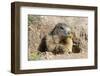 Alpine Marmot (Marmota marmota) eating Dandelion, Alpes de Hautes Provence, France.-Sylvain Cordier-Framed Photographic Print