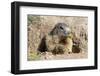 Alpine Marmot (Marmota marmota) eating Dandelion, Alpes de Hautes Provence, France.-Sylvain Cordier-Framed Photographic Print