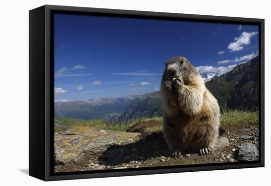 Alpine Marmot (Marmota Marmota) Feeding, Hohe Tauern National Park, Austria, July 2008-Lesniewski-Framed Stretched Canvas