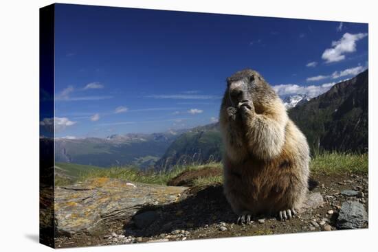 Alpine Marmot (Marmota Marmota) Feeding, Hohe Tauern National Park, Austria, July 2008-Lesniewski-Stretched Canvas