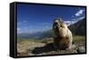 Alpine Marmot (Marmota Marmota) Feeding, Hohe Tauern National Park, Austria, July 2008-Lesniewski-Framed Stretched Canvas