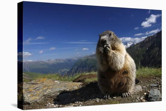 Alpine Marmot (Marmota Marmota) Feeding, Hohe Tauern National Park, Austria, July 2008-Lesniewski-Stretched Canvas