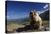 Alpine Marmot (Marmota Marmota) Feeding, Hohe Tauern National Park, Austria, July 2008-Lesniewski-Stretched Canvas