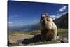 Alpine Marmot (Marmota Marmota) Feeding, Hohe Tauern National Park, Austria, July 2008-Lesniewski-Stretched Canvas