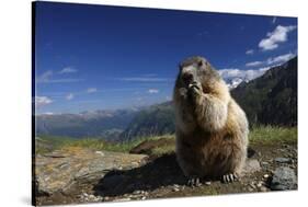 Alpine Marmot (Marmota Marmota) Feeding, Hohe Tauern National Park, Austria, July 2008-Lesniewski-Stretched Canvas