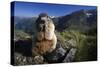 Alpine Marmot (Marmota Marmota) Feeding, Hohe Tauern National Park, Austria, July 2008-Lesniewski-Stretched Canvas