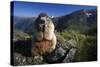 Alpine Marmot (Marmota Marmota) Feeding, Hohe Tauern National Park, Austria, July 2008-Lesniewski-Stretched Canvas