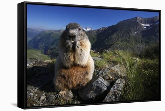 Alpine Marmot (Marmota Marmota) Feeding, Hohe Tauern National Park, Austria, July 2008-Lesniewski-Framed Stretched Canvas