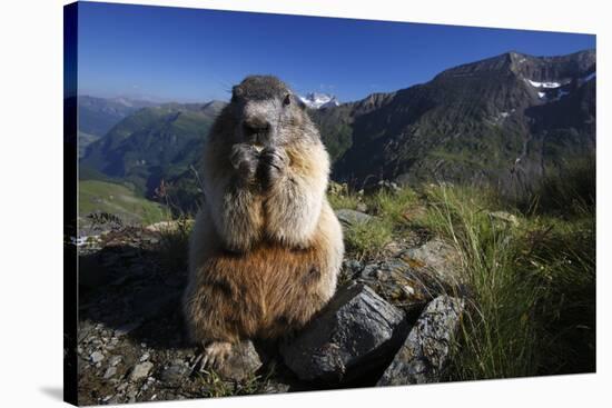 Alpine Marmot (Marmota Marmota) Feeding, Hohe Tauern National Park, Austria, July 2008-Lesniewski-Stretched Canvas