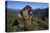 Alpine Marmot (Marmota Marmota) Feeding, Hohe Tauern National Park, Austria, July 2008-Lesniewski-Stretched Canvas