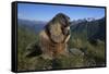 Alpine Marmot (Marmota Marmota) Feeding, Hohe Tauern National Park, Austria, July 2008-Lesniewski-Framed Stretched Canvas