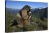 Alpine Marmot (Marmota Marmota) Feeding, Hohe Tauern National Park, Austria, July 2008-Lesniewski-Stretched Canvas