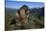 Alpine Marmot (Marmota Marmota) Feeding, Hohe Tauern National Park, Austria, July 2008-Lesniewski-Stretched Canvas