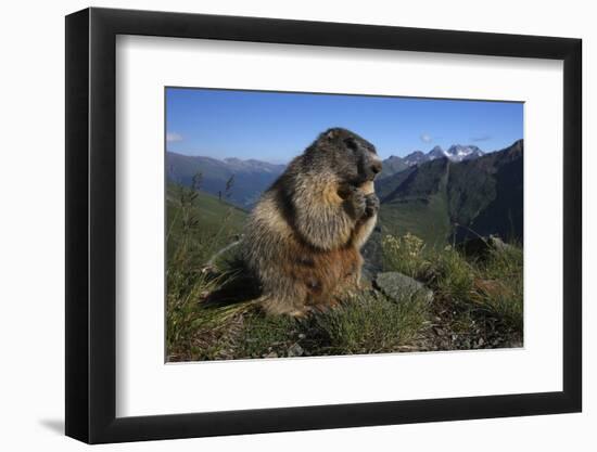 Alpine Marmot (Marmota Marmota) Feeding, Hohe Tauern National Park, Austria, July 2008-Lesniewski-Framed Premium Photographic Print