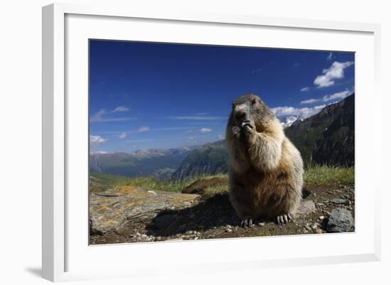 Alpine Marmot (Marmota Marmota) Feeding, Hohe Tauern National Park, Austria, July 2008-Lesniewski-Framed Photographic Print