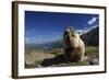 Alpine Marmot (Marmota Marmota) Feeding, Hohe Tauern National Park, Austria, July 2008-Lesniewski-Framed Photographic Print