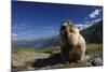 Alpine Marmot (Marmota Marmota) Feeding, Hohe Tauern National Park, Austria, July 2008-Lesniewski-Mounted Photographic Print