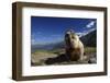 Alpine Marmot (Marmota Marmota) Feeding, Hohe Tauern National Park, Austria, July 2008-Lesniewski-Framed Photographic Print