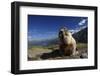 Alpine Marmot (Marmota Marmota) Feeding, Hohe Tauern National Park, Austria, July 2008-Lesniewski-Framed Photographic Print