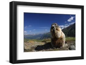 Alpine Marmot (Marmota Marmota) Feeding, Hohe Tauern National Park, Austria, July 2008-Lesniewski-Framed Photographic Print