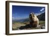 Alpine Marmot (Marmota Marmota) Feeding, Hohe Tauern National Park, Austria, July 2008-Lesniewski-Framed Photographic Print