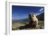 Alpine Marmot (Marmota Marmota) Feeding, Hohe Tauern National Park, Austria, July 2008-Lesniewski-Framed Photographic Print