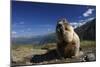 Alpine Marmot (Marmota Marmota) Feeding, Hohe Tauern National Park, Austria, July 2008-Lesniewski-Mounted Photographic Print