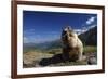 Alpine Marmot (Marmota Marmota) Feeding, Hohe Tauern National Park, Austria, July 2008-Lesniewski-Framed Photographic Print