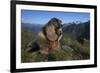 Alpine Marmot (Marmota Marmota) Feeding, Hohe Tauern National Park, Austria, July 2008-Lesniewski-Framed Photographic Print