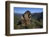 Alpine Marmot (Marmota Marmota) Feeding, Hohe Tauern National Park, Austria, July 2008-Lesniewski-Framed Photographic Print