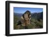 Alpine Marmot (Marmota Marmota) Feeding, Hohe Tauern National Park, Austria, July 2008-Lesniewski-Framed Photographic Print