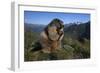 Alpine Marmot (Marmota Marmota) Feeding, Hohe Tauern National Park, Austria, July 2008-Lesniewski-Framed Photographic Print