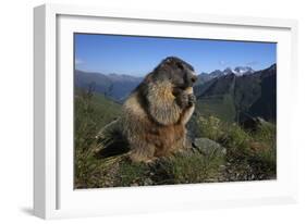 Alpine Marmot (Marmota Marmota) Feeding, Hohe Tauern National Park, Austria, July 2008-Lesniewski-Framed Photographic Print