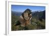 Alpine Marmot (Marmota Marmota) Feeding, Hohe Tauern National Park, Austria, July 2008-Lesniewski-Framed Photographic Print