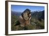 Alpine Marmot (Marmota Marmota) Feeding, Hohe Tauern National Park, Austria, July 2008-Lesniewski-Framed Photographic Print