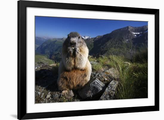 Alpine Marmot (Marmota Marmota) Feeding, Hohe Tauern National Park, Austria, July 2008-Lesniewski-Framed Photographic Print