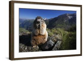 Alpine Marmot (Marmota Marmota) Feeding, Hohe Tauern National Park, Austria, July 2008-Lesniewski-Framed Photographic Print