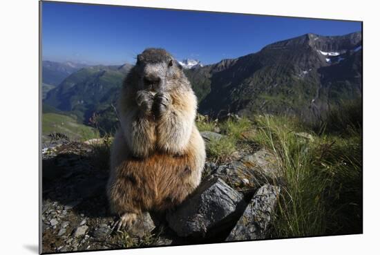 Alpine Marmot (Marmota Marmota) Feeding, Hohe Tauern National Park, Austria, July 2008-Lesniewski-Mounted Photographic Print