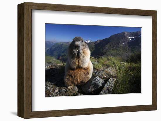 Alpine Marmot (Marmota Marmota) Feeding, Hohe Tauern National Park, Austria, July 2008-Lesniewski-Framed Photographic Print