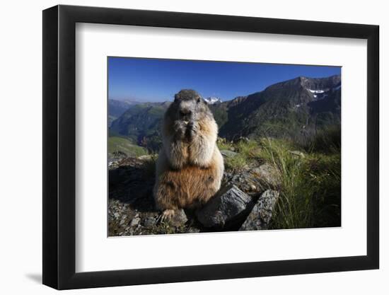 Alpine Marmot (Marmota Marmota) Feeding, Hohe Tauern National Park, Austria, July 2008-Lesniewski-Framed Photographic Print