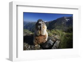 Alpine Marmot (Marmota Marmota) Feeding, Hohe Tauern National Park, Austria, July 2008-Lesniewski-Framed Photographic Print