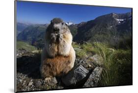 Alpine Marmot (Marmota Marmota) Feeding, Hohe Tauern National Park, Austria, July 2008-Lesniewski-Mounted Photographic Print